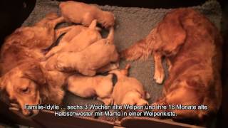 Hundewelpen Golden Retriever Hundevideo  HUNDunterwegsde [upl. by Schrick]