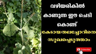 വലിയകടലാടി  Valiyakadaladi  Achyranthes aspera  Prickly chaff flower  Vankadaladi  Katalati [upl. by Trstram]