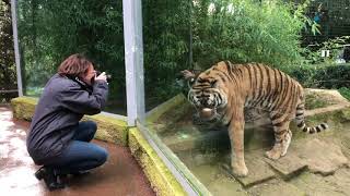 Une journée au Zoo de la Palmyre en CharenteMaritime [upl. by Poucher263]