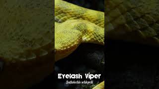 EYELASH VIPER Bothriechis schlegelii  One of the most BEAUTIFUL snakes in the world [upl. by Nerita677]