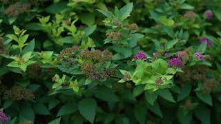 Spiraea japonica  Japanese Spirea [upl. by Knudson936]