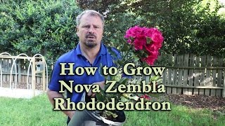 How to grow Nova Zembla Rhododendron with a detailed description [upl. by Dranal102]