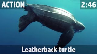 LEATHERBACK TURTLE [upl. by Lorimer659]