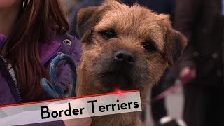 Border Terrier  Bests of Breed [upl. by Nakashima]