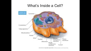 Organelles song quotcell cityquot [upl. by Sivrad]