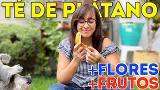 🍌FERTILIZANTE de TÉ de PLÁTANO CASERO Paso a Paso 🍎MÁS Flores Frutas y Verduras 🍓 [upl. by Kruse]