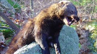 Interesting facts about fisher cat by weird square [upl. by Letizia575]