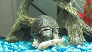 My Pleco and Musk Turtle Dining on uncooked Shrimp [upl. by Navnod986]