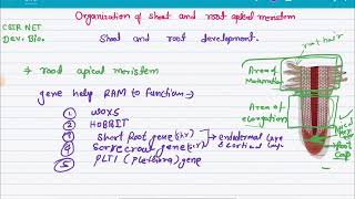 Organization of shoot and root apical meristem shoot and root development csir net development bio [upl. by Akcirederf127]