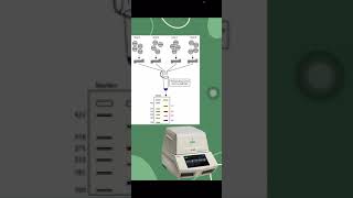 PCR MULTIPLEX [upl. by Bena]