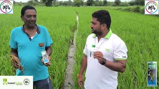 🌾INSECTICIDES INDIA LIMITED GREEN EXPERT RESULTS IN KAMAREDDY AREA 🌾 [upl. by Ynnahc]