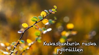 Kukastunturin ruska [upl. by Rudin]