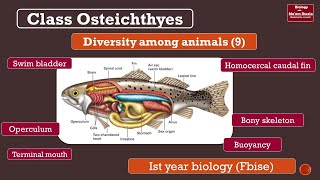 Class Osteichthyes general characters bony fish swim bladder Fsc ist year Biology [upl. by Haimaj]