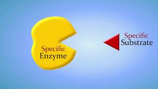 Enzymes and How They Work An Introduction [upl. by Oznol]