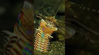 Bobbit Worm vs Foxface Rabbitfish shorts [upl. by Ahouh367]