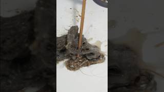 How to remove hair from bathtub and unclog your shower drain [upl. by Aicnelav777]