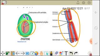 Cell division meiosis 1 prophase Ileptotene Zygotenepachytene diplotene and diakinesis [upl. by Noitsuj]