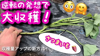 大きなさつまいもをたくさん育てる驚きの方法！ [upl. by Duane]