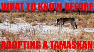 What to Know Before Adopting a Tamaskan [upl. by Schild632]