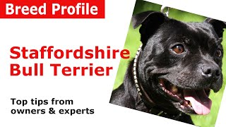 Staffordshire Bull Terrier Dog Breed Guide [upl. by Atihana470]