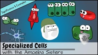 Specialized Cells Significance and Examples [upl. by Alilad96]