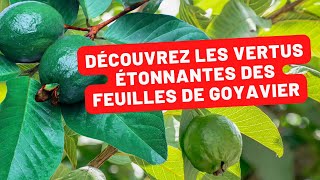 Les incroyables bienfaits des feuilles de goyavier [upl. by Allys]