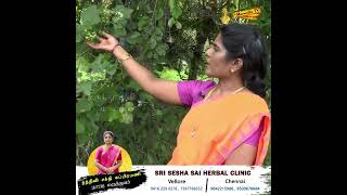 benefits of Sundakkai  Turkey Berry  சுண்டைக்காய் [upl. by Fayth]