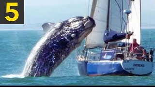 Top 5 Whale VS Boat Videos [upl. by Gathers]