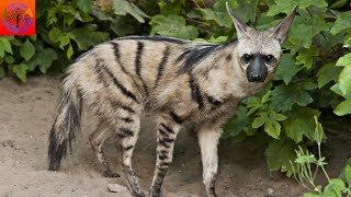 Aardwolf  Animal of the Week [upl. by Perlis]