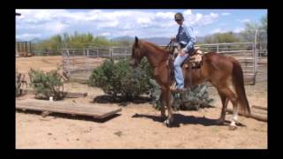 Buckshot Missouri Fox Trotter Gelding [upl. by Pember]