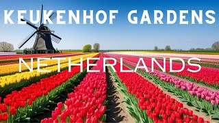 Keukenhof Gardens 2024 Unveiling the Beauty of Tulips  Travel Guide [upl. by Franklyn205]