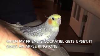 Cockatiel Sings iPhone Ringtone [upl. by Meluhs210]