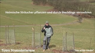 Heimische Sträucher pflanzen und durch Stecklinge vermehren [upl. by Dwain]