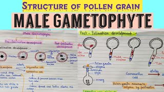 Development of malegametophyte Structure of male gametophyte  Structure of pollen grain angiosperm [upl. by Imogene888]