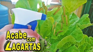 Como ACABAR com Lagartas nas suas plantas Dicas  inseticida [upl. by Inanak]