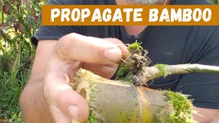 Easy Way To Grow Bamboo By Cuttings [upl. by Alemap]