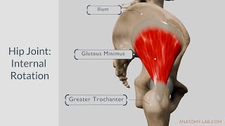 Understanding Hip Internal Rotation Anatomy Muscles and Movement Explained [upl. by Ydnat]