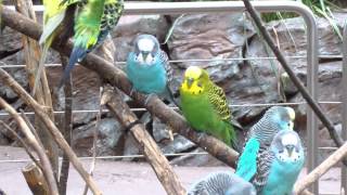 ABSOLUTELY STUNNING PARAKEETS [upl. by Maybelle]