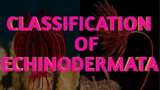 Classification of Echinodermata  Biological Classification  Starfish  Sea lilies  Sea urchin [upl. by Ormand]