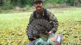 Ocellated Turkey Campeche Mexico [upl. by Nairehs]