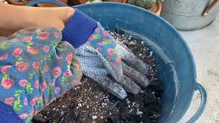 Adding charcoal to my soil for my succulents and cacti [upl. by Ive]