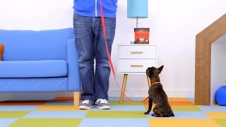 Leash Training How to Leash Train a Dog  Chewy [upl. by Islek]