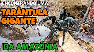 TAMBÉM CONHECIDA COMO TARÂNTULA ESSAS ARANHAS DÃO MEDO EM MUITAS PESSOAS [upl. by Tirma840]