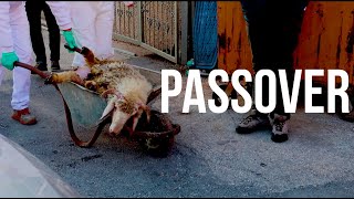 Passover Sacrifice Service in ISRAEL [upl. by Bithia]