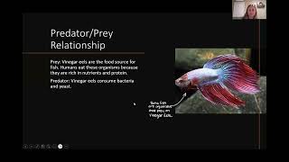 Biology 112 Protostomes Video Presentation [upl. by Narih119]