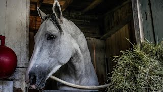 Saratoga Saturday  Whitney Day Stakes Coverage including Test Troy Lure and Saratoga Derby [upl. by Naujat776]