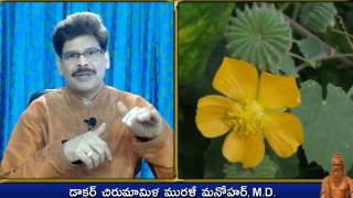 Atibala Plant Traditional Ayurveda Remedies in Telugu by Dr Murali Manohar Chirumamilla MD [upl. by Lucius]