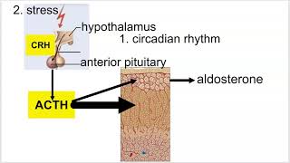 Aldosterone Regulation of Secretion and Effects [upl. by Selin54]