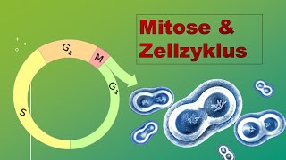 Mitose und Zellzyklus Vorlesung Zellbiologie Teil 13 [upl. by Veator]