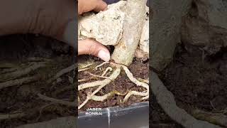 bahan bonsai serut tercepit batu bonsai bonsaitree bonsailovers bonsaimini bonsaiserut [upl. by French]